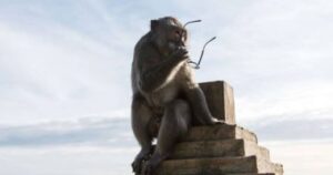 عصابة مستر قرد..مافيا القرود تفاوض الزوار على مسروقاتهم